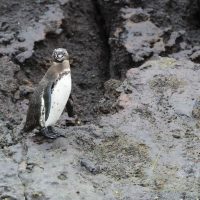 Un pinguino delle Galapagos