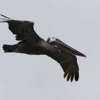 Un pellicano bruno in volo
