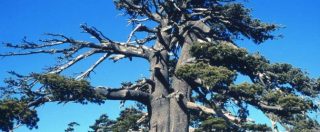 Copertina di È in Italia l’albero più vecchio d’Europa: ha 1230 anni ed è nel Parco del Pollino