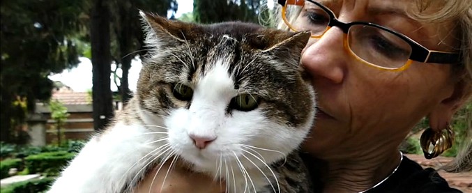 Copertina di Roma, vita da gattari. Nella storica colonia felina della Piramide: “Ci chiedono di adottarli, ma loro stanno bene qui”