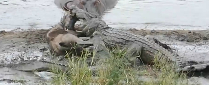 Copertina di La lotta all’ultimo sangue tra due coccodrilli e lo gnu: quello che succede sott’acqua vi lascerà a bocca aperta