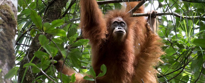 Orango Tapanuli e il crostaceo Quasimodo fra le nuove specie animali del 2018