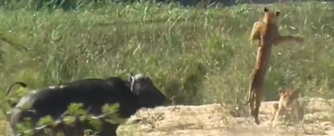 Copertina di Bufalo vs leone: quando il banchetto è servito ma arriva l’ospite indesiderato a rovinare tutto