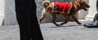 Copertina di Briciola, la mascotte della banda dei carabinieri protagonista al Quirinale: il meticcio (adottato) che accompagna i Corazzieri