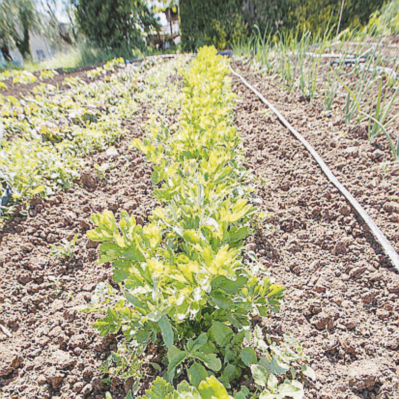 Operazione Reaping - La Gdf ha fatto luce su false attestazioni su terreni agricoli - Ansa Terreni intestati a sconosciuti, alcuni anche deceduti