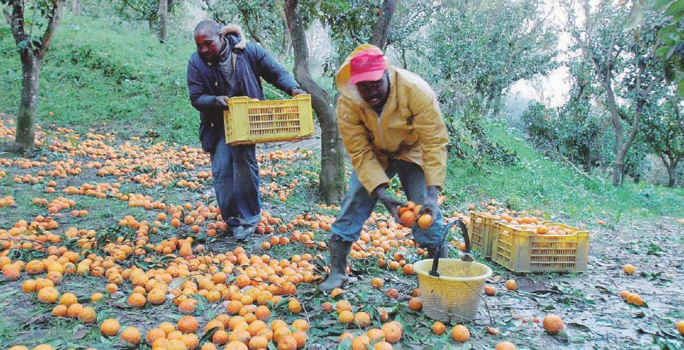 Sommersi non salvati – Lavoratori stagionali africani al lavoro nelle campagne di Rosarno – Ansa