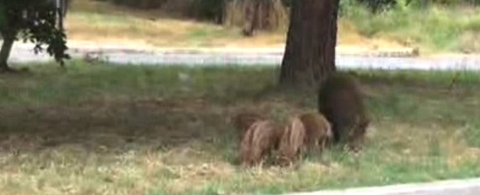 Copertina di Roma, i cinghiali come Nanni Moretti: per il pascolo scelgono un’aiuola di Spinaceto