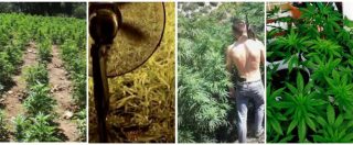 Copertina di Droga, Trapani è la California di Cosa nostra: “Vigneti trasformati in campi di marijuana. Protetti da guardie armate”