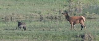 Copertina di Quando le leggi della natura si invertono: le cerve si ribellano al lupo predatore. Ecco quello che succede