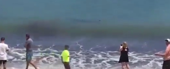 Copertina di Paura tra i turisti, in riva al mare spunta lo squalo. Bagni vietati per diverse ore: “Pensavamo fosse morto”