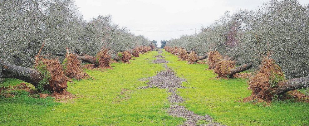 “La bufala Xylella: non è il batterio a uccidere gli ulivi” “La bufala Xylella: non è il batterio a uccidere gli ulivi”