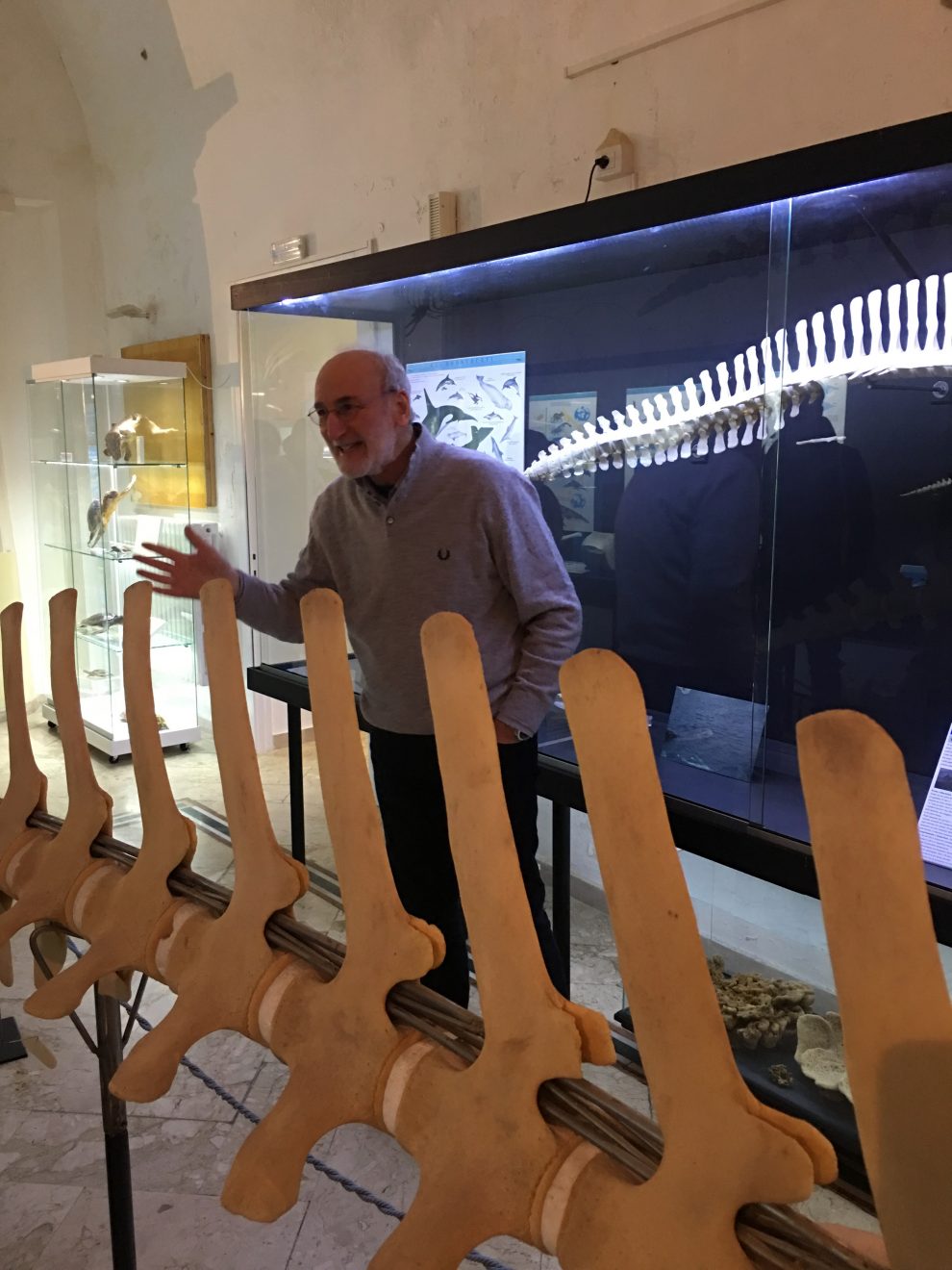 Il museo dei cetacei con l’appassionato direttore Giorgio Cataldini.