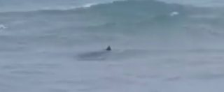 Copertina di Salento, paura e sorpresa a pochi metri dalla riva: avvistati tre squali. Il video dei bagnanti
