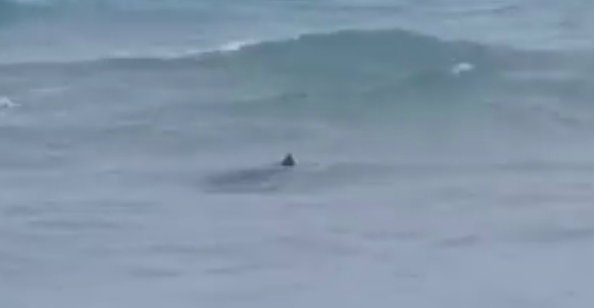 Salento, paura e sorpresa a pochi metri dalla riva: avvistati tre squali. Il video dei bagnanti