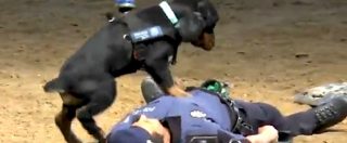 Copertina di L’incredibile esercitazione del cane poliziotto: pratica la rianimazione cardiopolmonare all’agente a terra. Il video è virale
