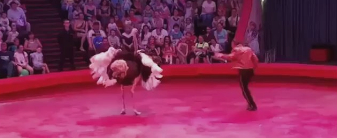 Copertina di Panico al circo, lo struzzo si ribella al domatore e si getta sul pubblico. La scena ripresa da uno spettatore