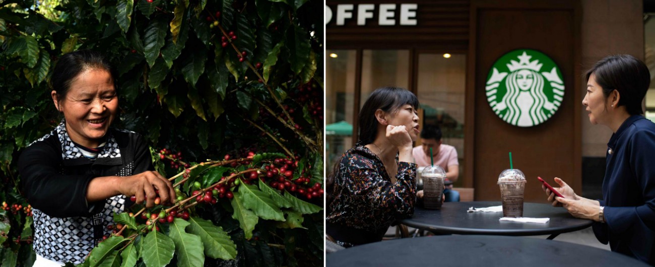 Cina, caffè sta prendendo il posto del tè: piantagioni raddoppiate e 600 Starbucks in un anno. E’ il simbolo dei borghesi