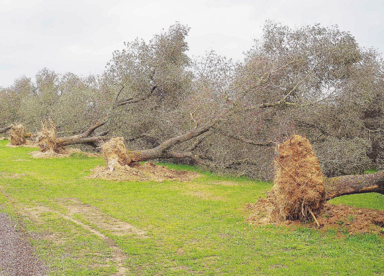 Copertina di Dietro il “caso Xylella”: dai dati nessuna certezza