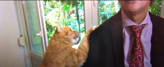 Copertina di L’intervista tv è una comica: il gatto ruba la scena al politologo. Ed ecco cosa combina