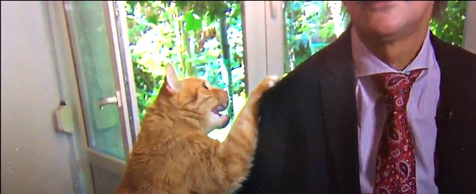 Copertina di L’intervista tv è una comica: il gatto ruba la scena al politologo. Ed ecco cosa combina