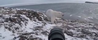 Copertina di Il set del fotografo naturalista è uno spettacolo tra i ghiacci. E a un tratto spunta l’orso polare curioso