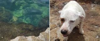 Copertina di Trapani, getta cane in mare con pietra al collo. Ma l’animale si libera e si salva