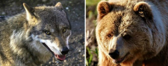 Lupi e orsi, guai a chi vuole tutelarli e scoraggiare gli inquinatori