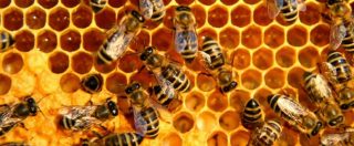 Copertina di Puglia, assalito da uno sciame d’api: uomo muore per shock anafilattico. Trovati sul suo corpo 30 pungiglioni