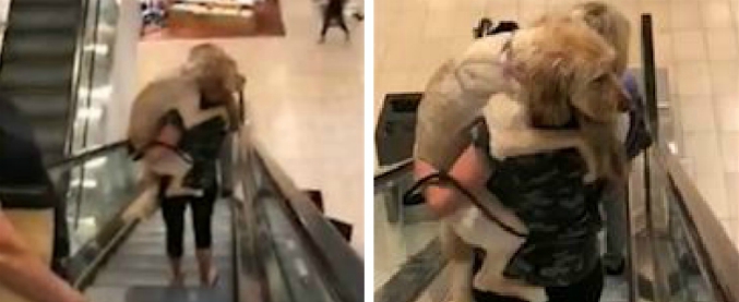 Copertina di Il cane è terrorizzato dalle scale mobili: ecco cosa si inventa la padrona per convincere il suo labradoodle