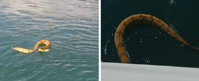 Copertina di Panico in barca, il pericolo viene dall’acqua: la gita al lago della famiglia interrotta dal serpente a sonagli