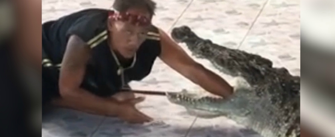 Copertina di L’istruttore impavido mette il braccio nella bocca del coccodrillo. Ma l’epilogo è inaspettato