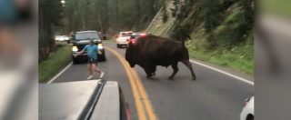 Copertina di L’idiozia non ha mai fine: quest’uomo scende dall’auto e provoca il bisonte. Guardate come reagisce l’animale