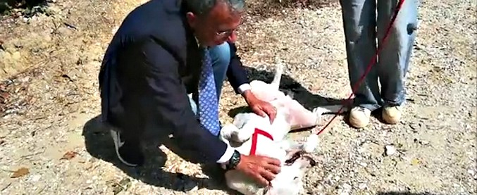 Copertina di Ministro Costa fa visita a Mia, la cagnolina buttata in mare con un masso al collo: “Volevo salutarla di persona”