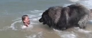 Copertina di Il cane più protettivo del mondo? È questo. La bambina gioca in acqua, ma per lui è troppo pericoloso. Ecco come reagisce