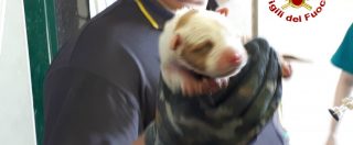 Copertina di Milano, cucciolo di cane cade nello scarico del canile. I Vigili del fuoco riescono a salvarlo
