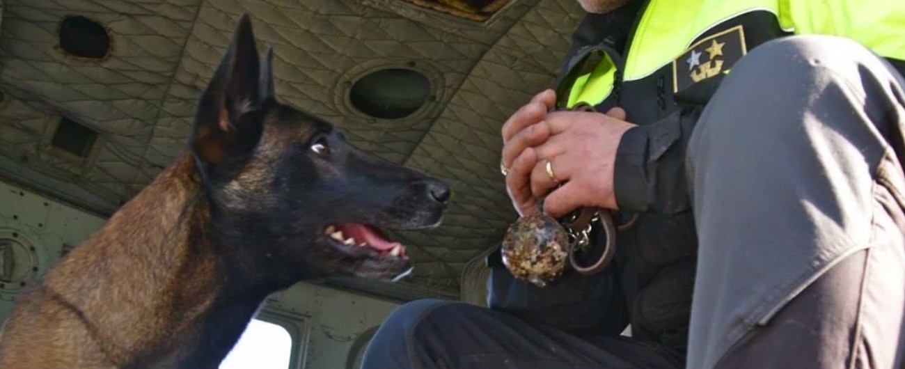 Copertina di Benevento, è scomparsa Raja il cane eroe che salvò tre bimbi dal crollo di Ischia: “Aiutatemi a ritrovarla”