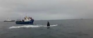 Copertina di La balena è impigliata nelle reti, intervengono i sommozzatori della marina. Il salvataggio è spettacolare