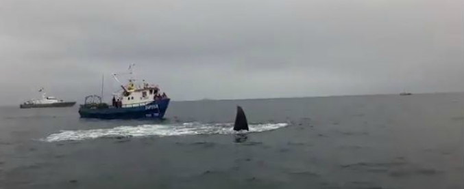 Copertina di La balena è impigliata nelle reti, intervengono i sommozzatori della marina. Il salvataggio è spettacolare