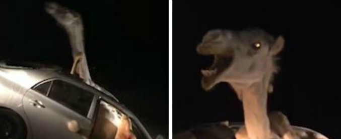 Copertina di È più facile per un cammello passare attraverso la cruna di un ago… o era una macchina?