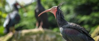 Copertina di Ibis non sanno più migrare: torneranno in Italia dalla Germania seguendo un aereo