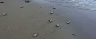 Copertina di Isola d’Elba, 50 tartarughine nascono tra sdraio e ombrelloni per la gioia e la sorpresa degli invitati a un matrimonio