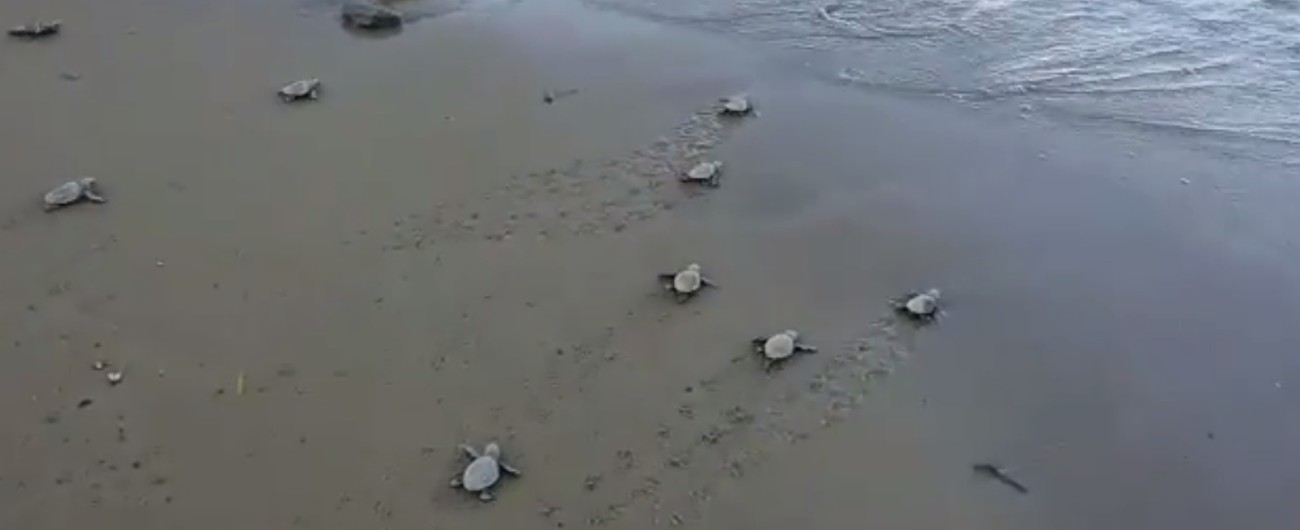 Copertina di Isola d’Elba, 50 tartarughine nascono tra sdraio e ombrelloni per la gioia e la sorpresa degli invitati a un matrimonio