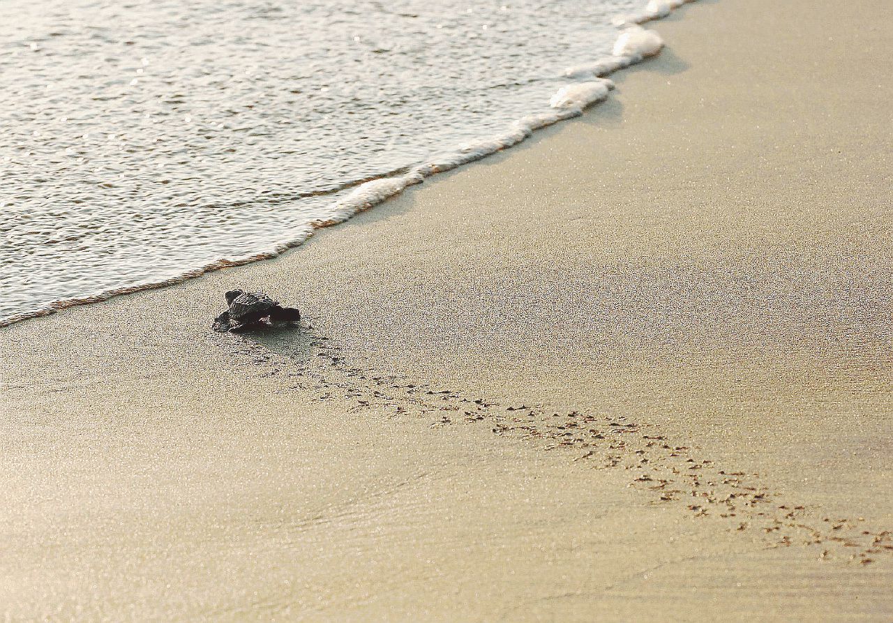 Copertina di C’è vita nel triangolo della morte di Priolo: cento tartarughine