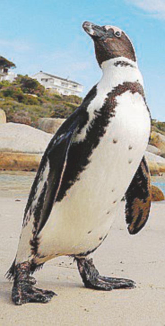 Copertina di Anche i pinguini, nel loro piccolo, si fanno le corna. Poi formano famiglie allargate