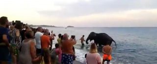 Copertina di Calabria, scappa dal circo per un tuffo in mare. Elefante protagonista a Santa Maria del Cedro