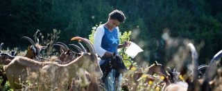 Copertina di Trentino, allevatrice etiope aggredita e minacciata: “Brutta negra, ti uccido”