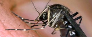 Copertina di Zanzare malaria, così una reazione a catena genetica potrà annientarle