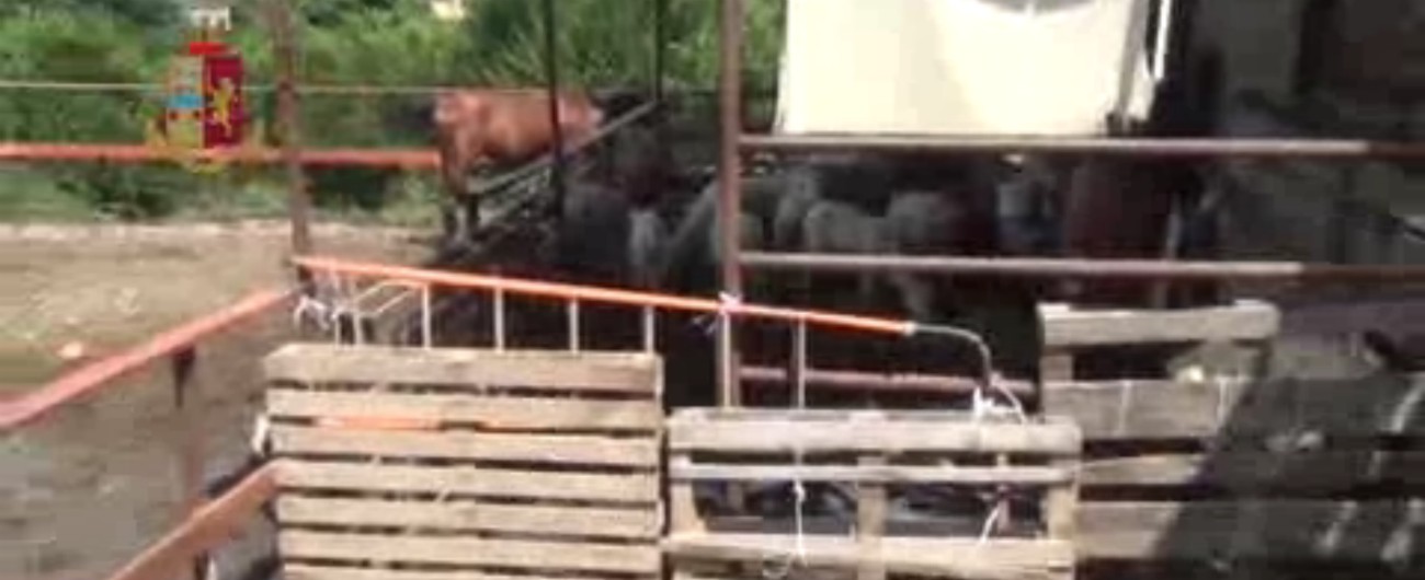 Copertina di Palermo, scoperto un macello clandestino: ecco come vivevano gli animali. Denunciato il titolare dell’area