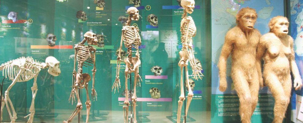Addio Darwin - Il Museo nazionale di Hanoi - Xinhua/Le Yanna Come siamo evoluti: da doppi “sapiens” a tripli “stupidus”