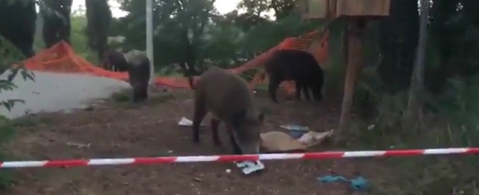 Copertina di Roma, alla Tomba di Nerone arrivano i cinghiali: “Attratti da spazzatura e degrado”. La videodenuncia del deputato Pd